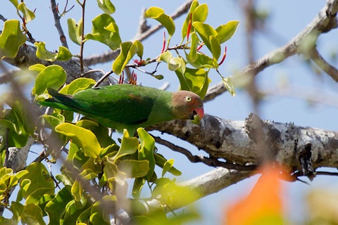 Red-cheeked Parrot (Geoffroyus geoffroyi)